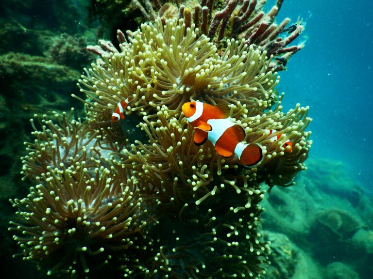 The tank fish, why?