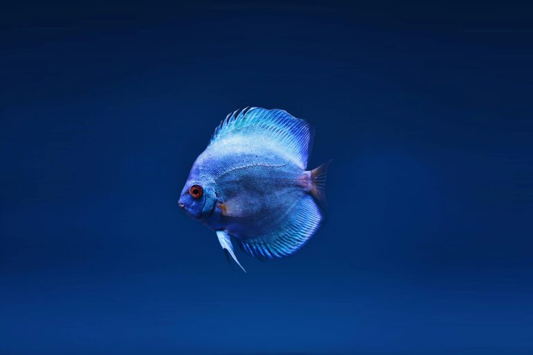 What is Fish Recipes?